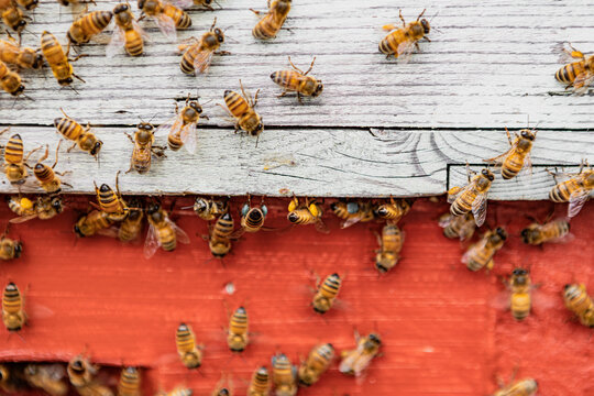 Beekeeping 