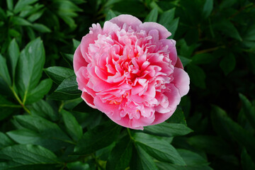 Fragrant herbaceous pink peony flower in bloom