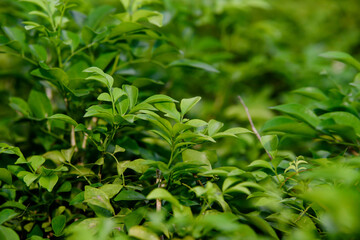 close up of herbs in the garden