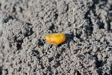 Pupae of Colorado potato beetle (Leptinotarsa decemlineata) - the most important pest of potato crops.