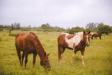 Fototapeta na wymiar Rainy day, horses in the ranch, North Shore, Oahu, Hawaii