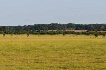 Fototapeta premium Landscape with sheep in field, England