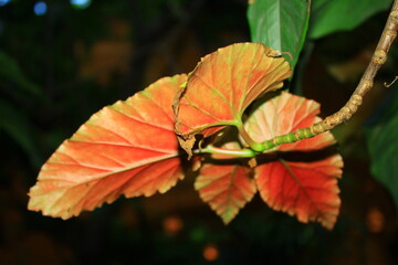 hermosa hojas del jardin de diferente angulos 