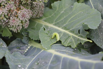 Caterpillar of Silver Y moth caterpillar (Autographa gamma). It is a serious pest of various crops