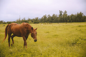 Rainy day, horses in the ranch, North Shore, Oahu, Hawaii