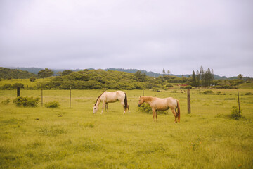 Rainy day, horses in the ranch, North Shore, Oahu, Hawaii