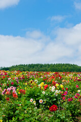 多彩な花畑