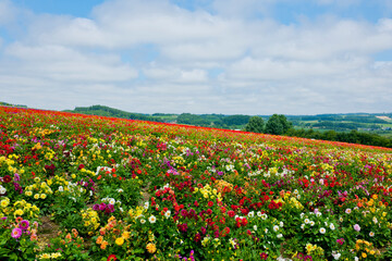 多彩な花畑