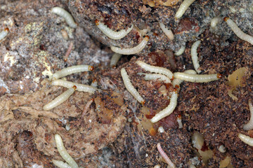 Caterpillars of Indianmeal moth - Plodia interpunctella a pyraloid moth of the family Pyralidae. It is common pest of stored products and pest of food in homes. caterpillars on damaged walnuts.