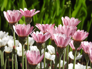 薄紫のガザニア