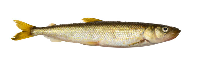 The fish is isolated on the white background.