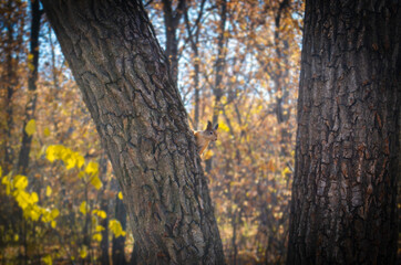 
squirrel on a tree in autumn
