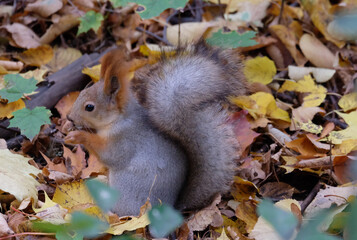 A squirrel in the forest in autumn among the fallen leaves eats a nut, selective focus, horizontal photo.
