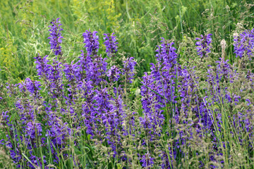 Naklejka premium Purple flowers, Castelluccio di Norcia, Italy 