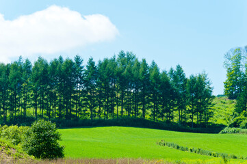 針葉樹と緑