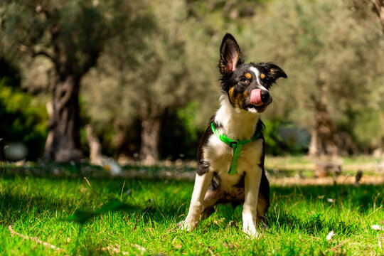 Tricolor border collie dog puppy sitting facing forward in a green grass field with mid-day sun and tongue out licking its lips