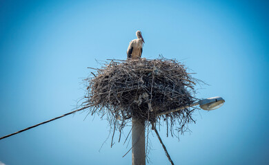 Fototapeta premium Beautiful proud white stork siting in his nest