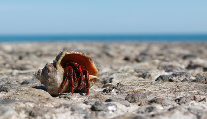 Sea shells lie on the seashore in stones