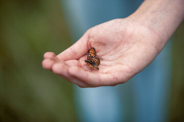 Fototapeta premium A graceful butterfly landing on the hand