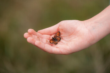 A graceful butterfly landing on the hand