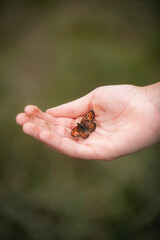 A graceful butterfly landing on the hand