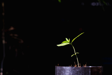 Marijuana seedlings in black nursery bags are marijuana that is being culled to be maintained...