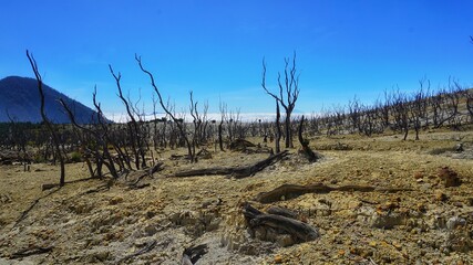 Dead Forest in Mount Papandayan, Garut, West Java, Indonesia
