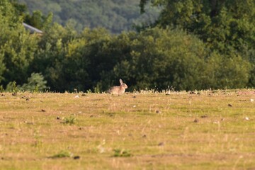 Fototapeta na wymiar Rabbit on the meadow, Coombe Abbey, England