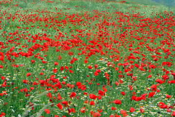 Poppy field, Castelluccio di Norcia, Italy
