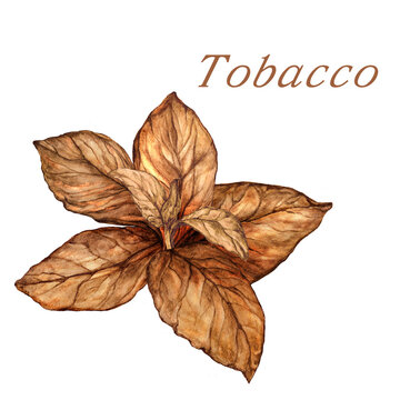Isolated watercolor botanical illustration of tobacco plant