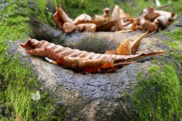 Autumn leaves on the tree in the wood