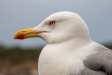 seagull