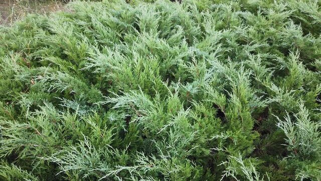The panorama of juniper on the flowerbed with horizontal juniper of the middle-class sliding fast-growing. 