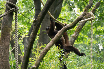 Brown or Common woolly monkey, Lagothrix lagotricha, single mammal on branch, Brazil