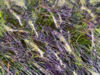 Grass flowers Illustrations creates an impressionist style of painting.