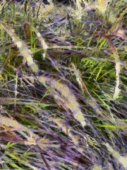 Grass flowers Illustrations creates an impressionist style of painting.