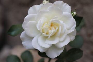 Beautiful and voluminous white rose