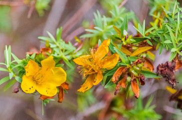 Fleurs jaunes des Hauts, plante médicinale, île de la Réunion 