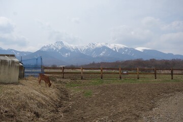 雪山のふもとで草を食む子牛