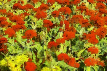 Landscape of red flower fields Illustrations creates an impressionist style of painting.