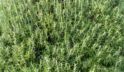 Close Up Rosemary Herb Garden in Glass house. Fresh rosemary shrubs in garden.