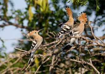 Single and group shots of Amazing Eurasian hoopoe bird (Upupa epops). Birds shot in soft morning light in a natural habitat on a beautiful background. © VOLODYMYR KUCHERENKO