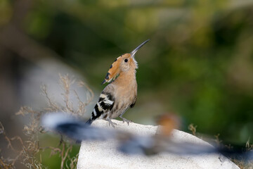 Single and group shots of Amazing Eurasian hoopoe bird (Upupa epops). Birds shot in soft morning light in a natural habitat on a beautiful background. © VOLODYMYR KUCHERENKO