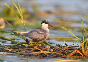 The whiskered tern (Chlidonias hybrida) are photographed close-ups near their nests in the soft...