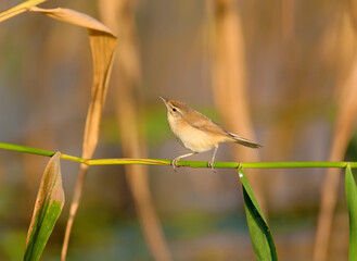 paddyfield warbler (Acrocephalus agricola) photographed in soft morning light. The bird sits on...