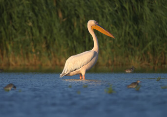 Singles and groups of great white pelican (Pelecanus onocrotalus) are photographed standing in blue water against a backdrop of green aquatic vegetation in soft evening light.