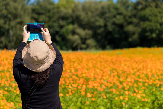 スマートフォンを使って満開のコスモスの花を撮る女性