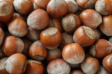 hazelnuts close up