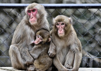 sad family of three monkeys