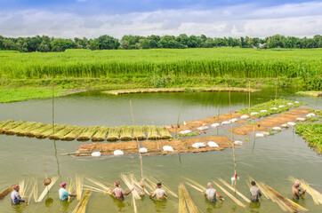 Jute washing in Bangladesh  